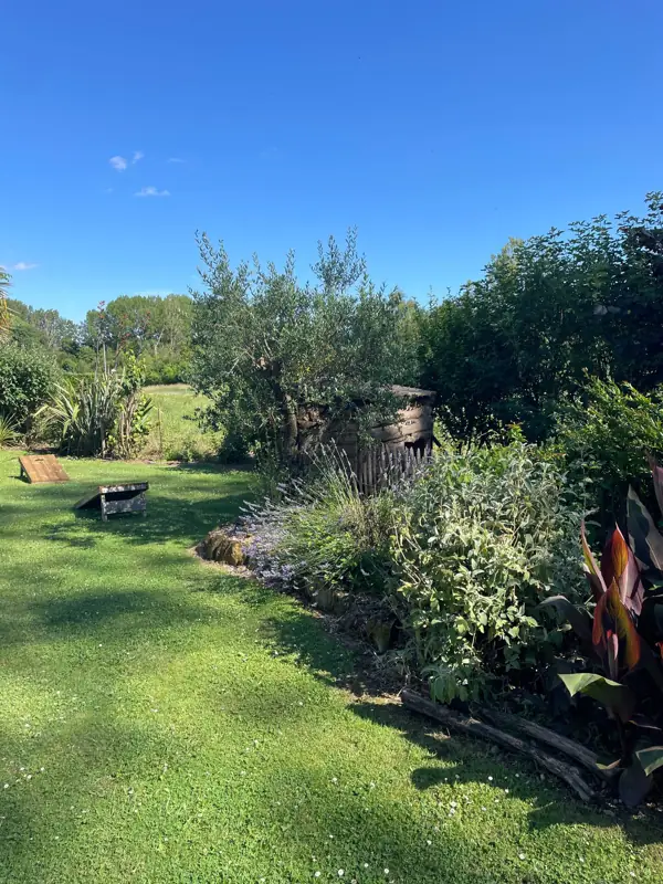 Un olivier et des massifs de lavande, avec un jeu de palets en bois sur la pelouse.